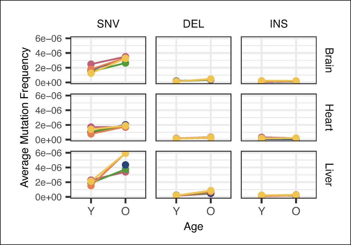 Mitochondrial haplotype and mito-nuclear matching drive somatic mutation and selection throughout aging